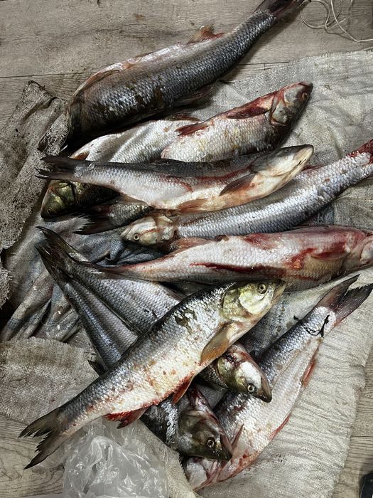 Рыба балық Жерих