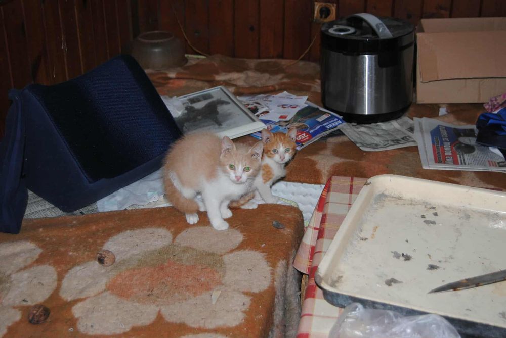 Подарявам котенца