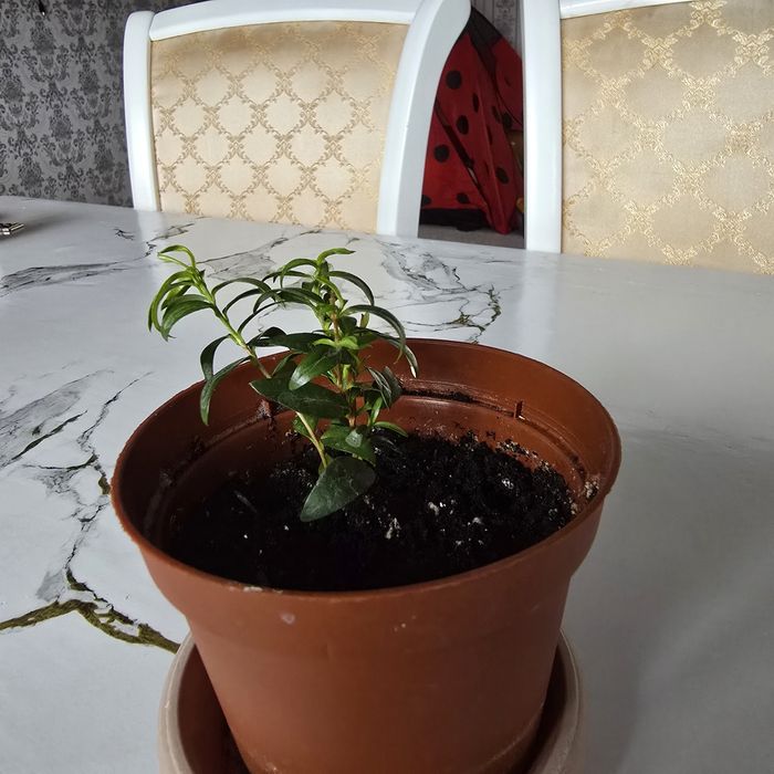 Продаётся комнатные растение Мирт.