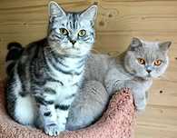Кошки, коты и котята на "любой вкус"