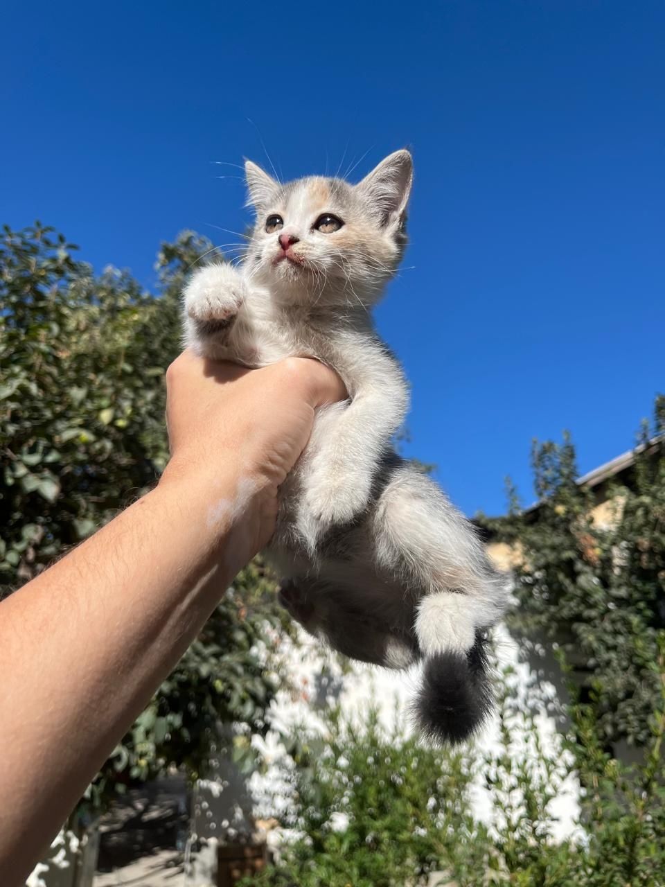 Котята бесплатно
