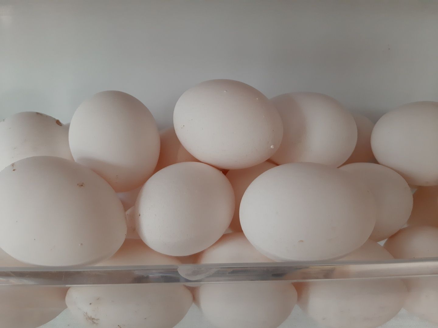 Продажа домашних яиц