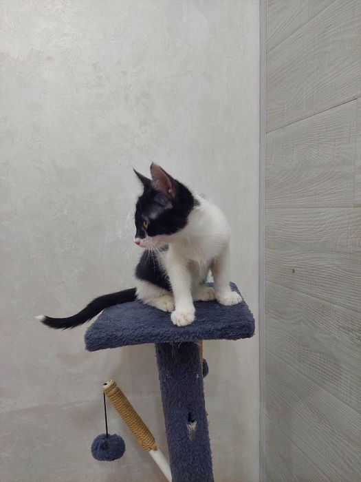 Котенок девочка Ташкент