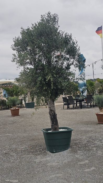 Vindem măslini, leandri si palmieri.