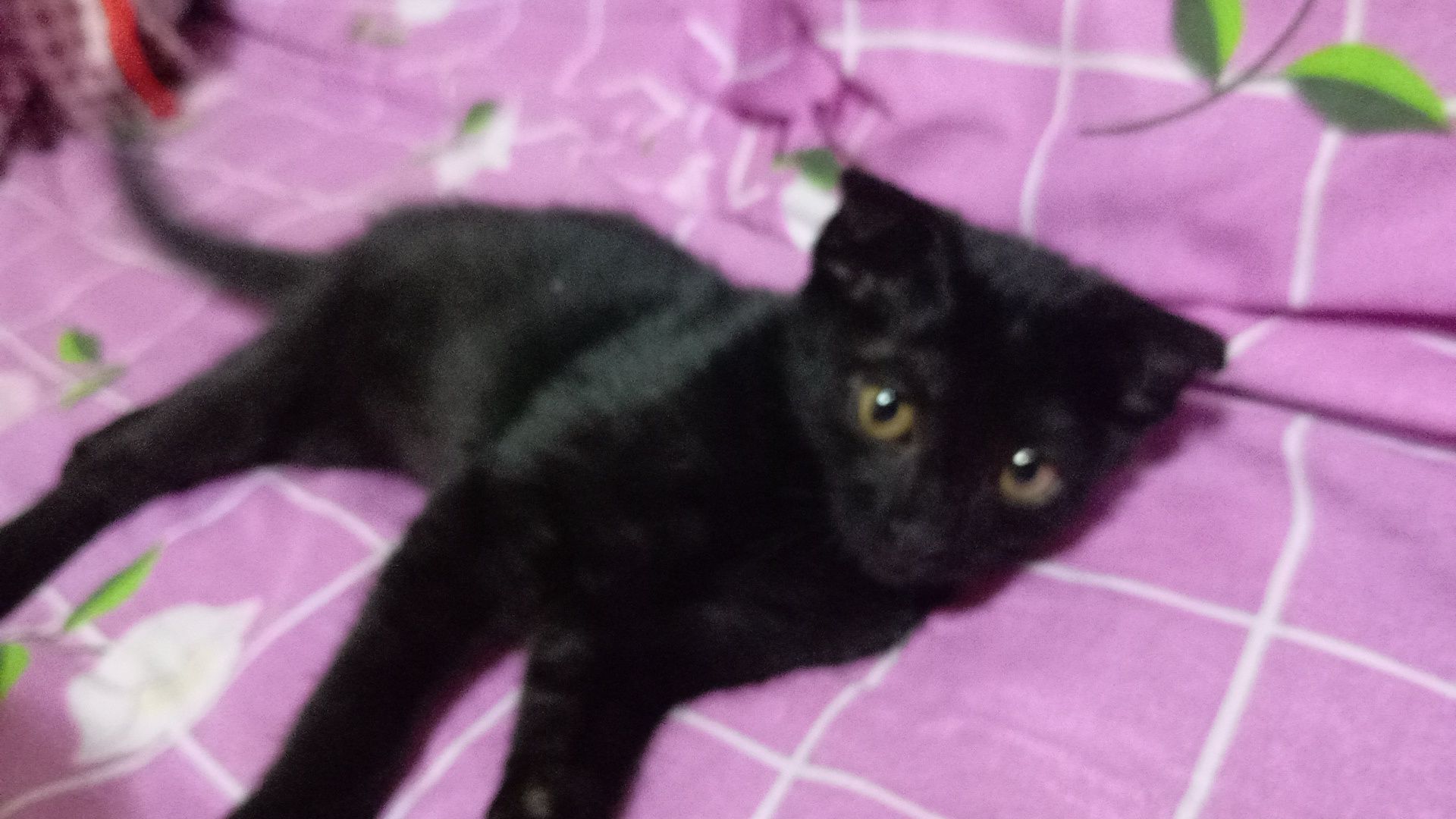 Котенок 2 месяца