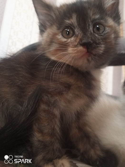 Черепаховая кошка