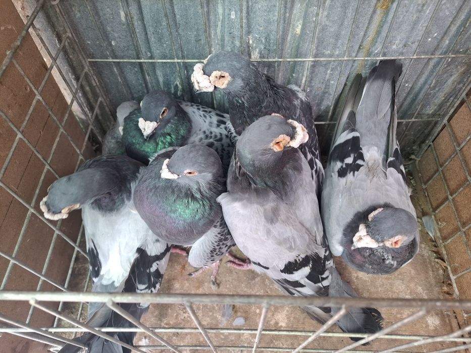 Vand porumbei voiejori de stil vechi