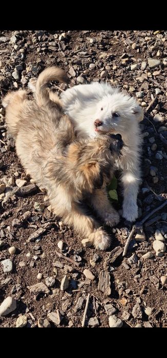 Donez cățeluși!!!