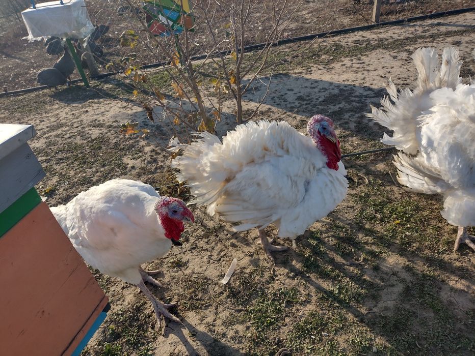 Vând CURCANI în viu