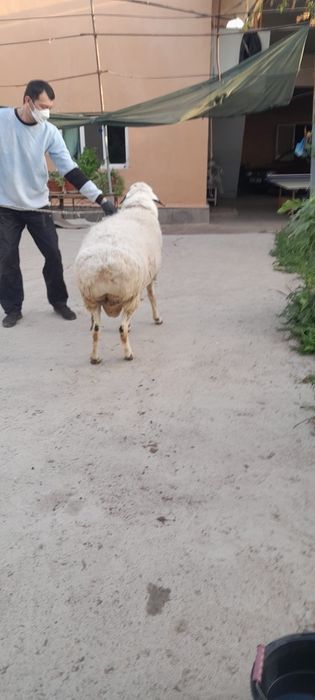 2та дан Тугдирадиган Насил колдирувчи Амирий Кучкор СОТИЛАДИ