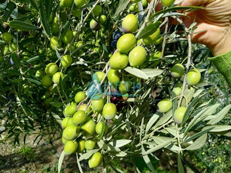 Парцел 2500м2+119маслинови дървета Волви Аспровалта Гърция, полив.с-ма