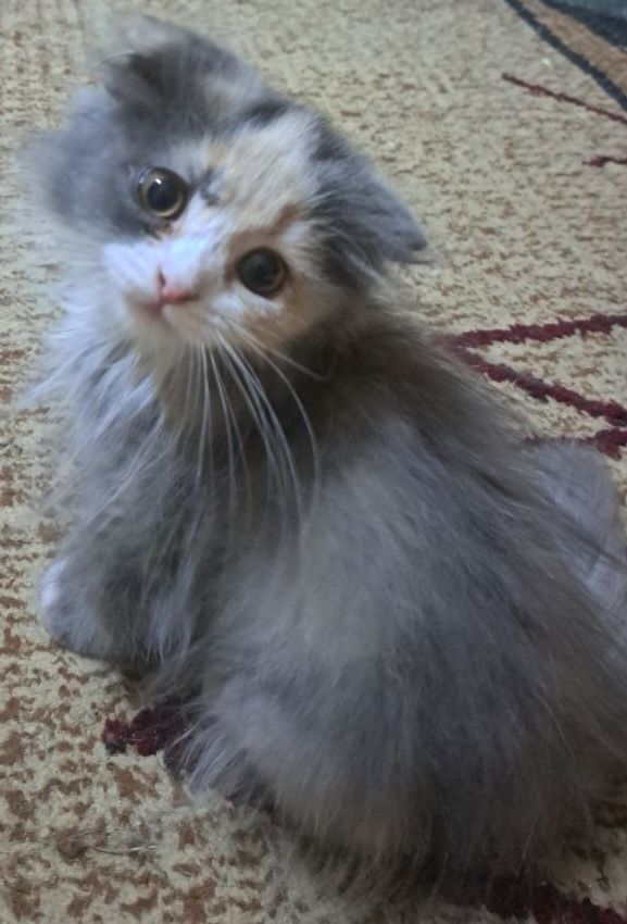 Продается котенок девочка