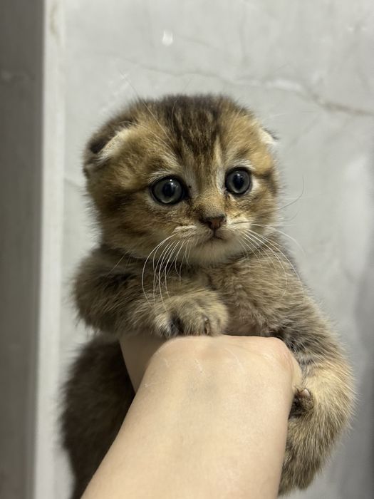 Zalataya shishila 1 yarim oyli