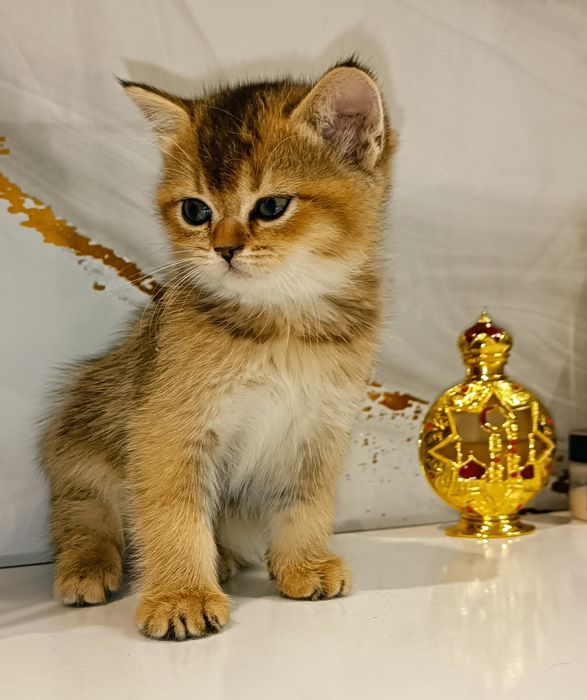 Шотландский котенок золотая шиншилла