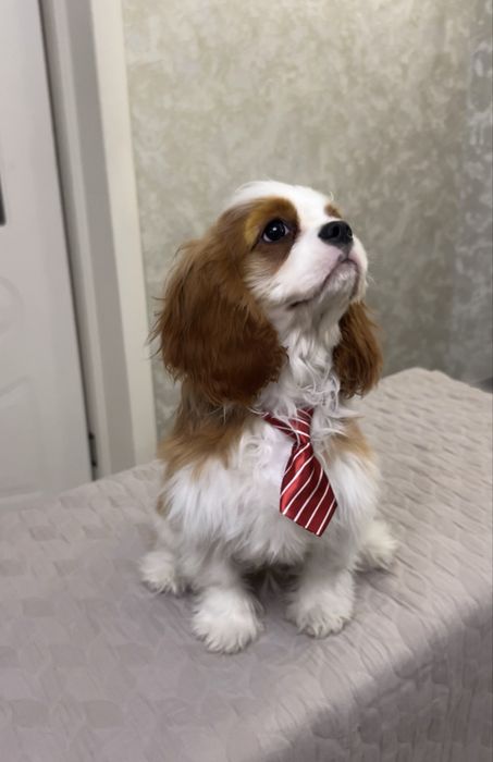 Щенки Кавалер Кинг Чарльз Спаниеля