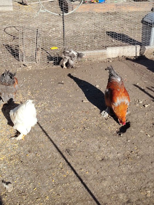 Vând cocosi sau schimb