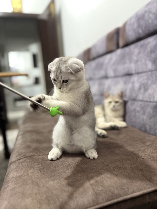 Mushukcha 4oylik juda aqilli qiz bola asl zotli mushuklarlarga quziqad