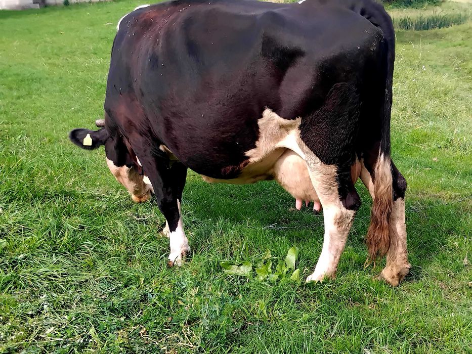 Vand vaca buna de lapte