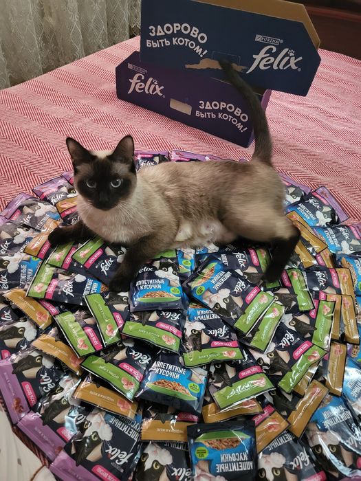 Сиямская кошка девочка