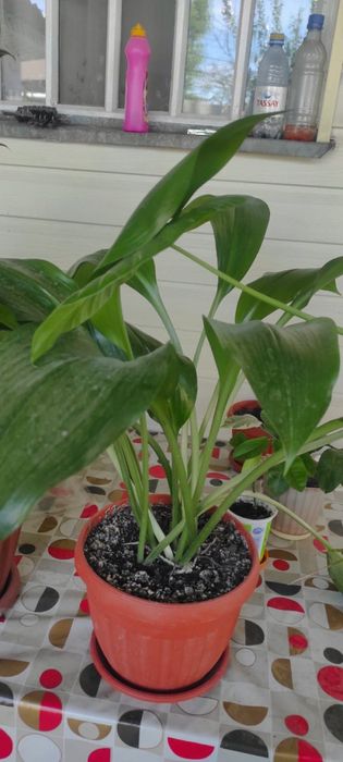 цветы, цена договорная