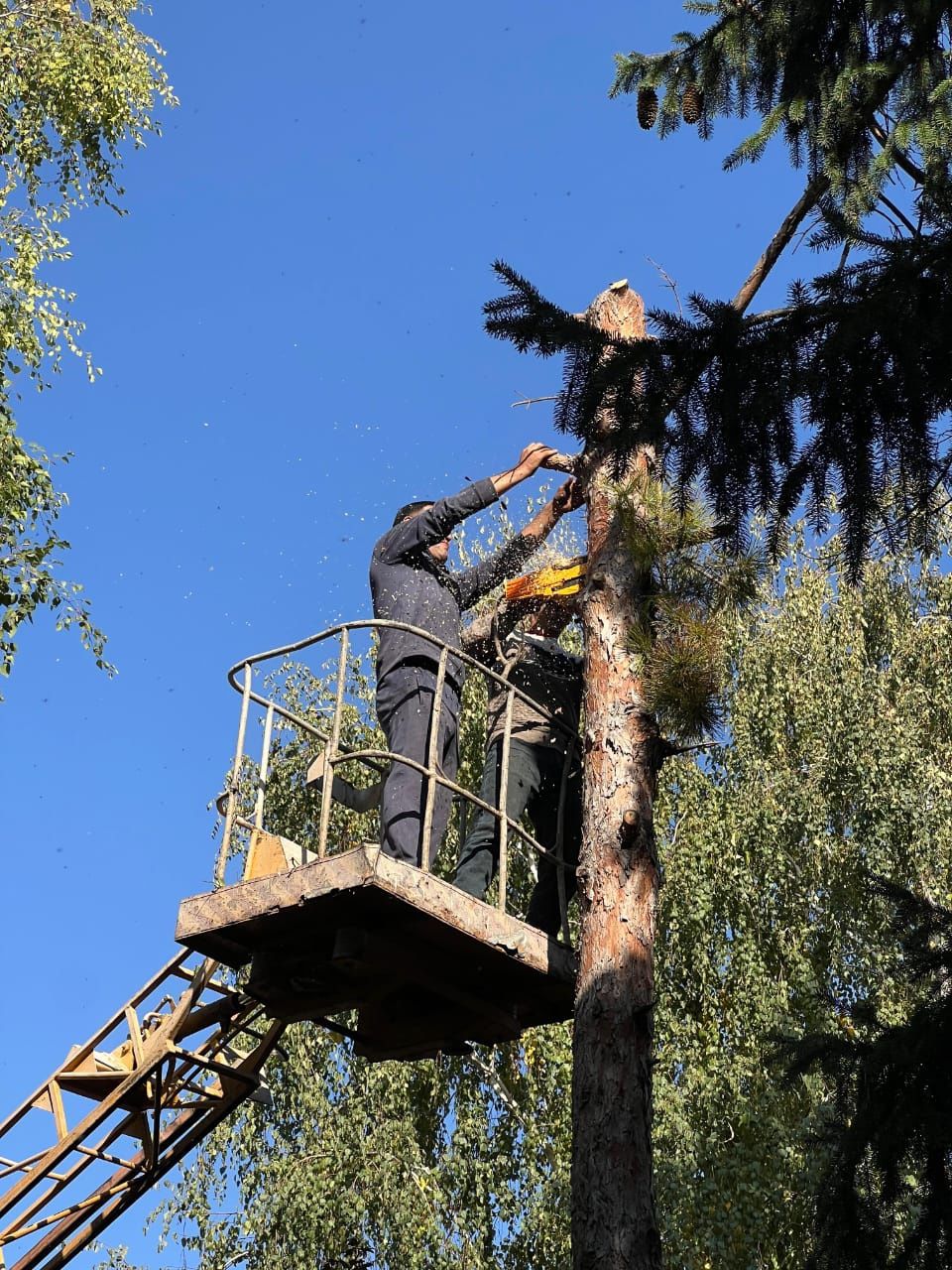 спил деревьев, обрезка дерева, дерево
агаш кесеміз
Вывоз мусора, зачис