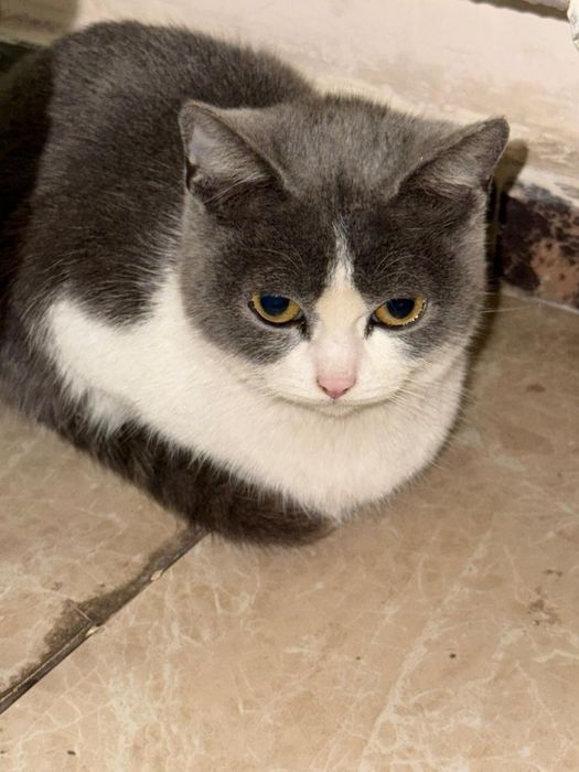 Котенок в хорошие руки