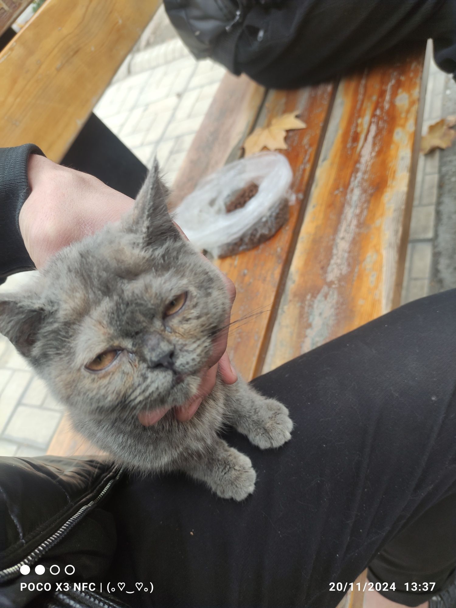 Uy mushugi chiroyli zotlik mushuk  rangi jigarrang