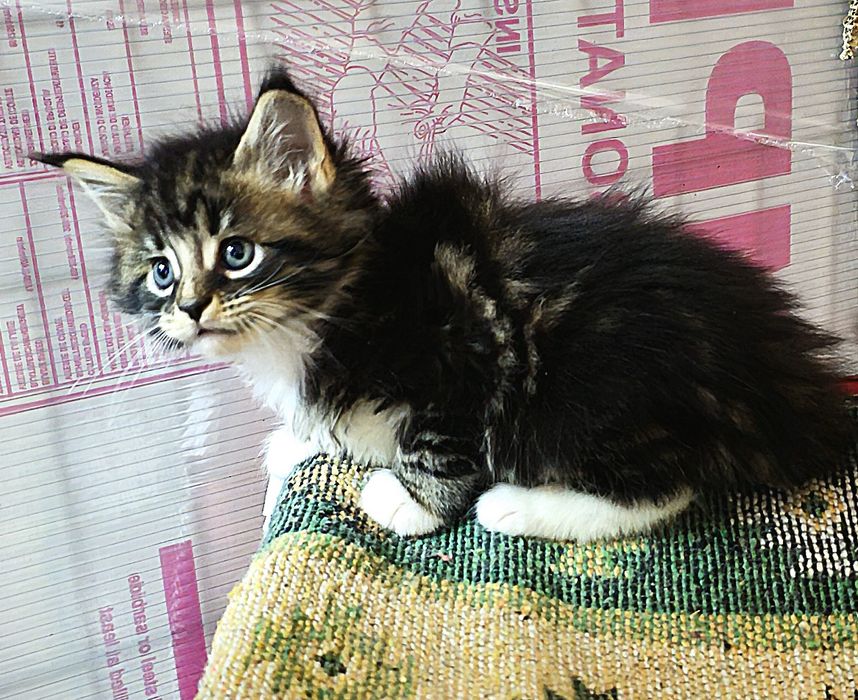 Maine Coon mascul pedigree felisa autorizata