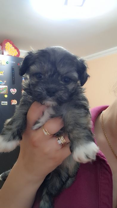Bichon havanez cu pedigree