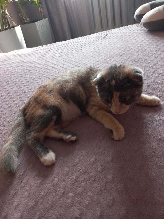 Отдам котенка  вислоухую