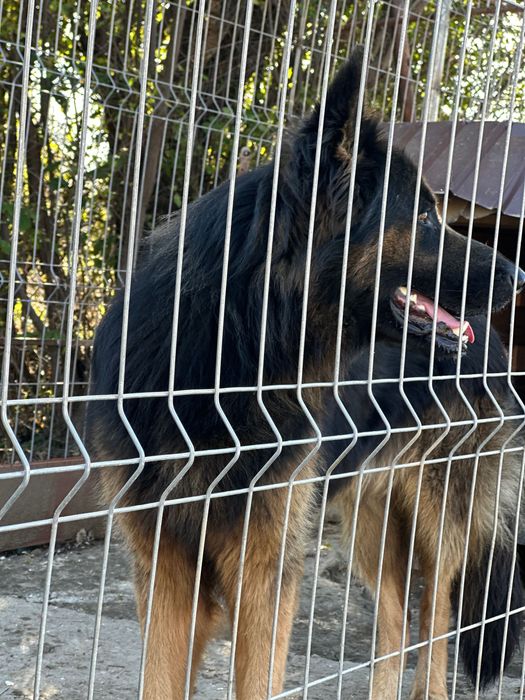 Donez ciobănesc german (lup)