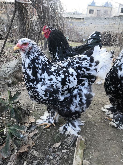 Внимание цыплята брамма гигант  продаются