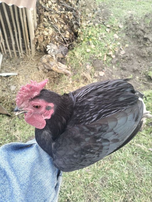 Япон хурозлар сотилади