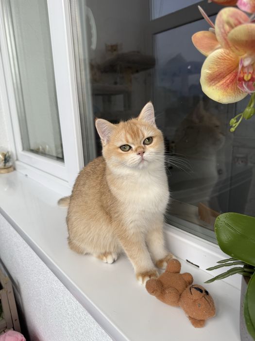 British shorthair golden