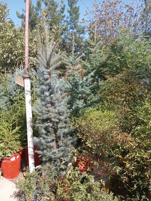 Galuboy yel  Va boshqa har xil Sovuqqa chidamli oʻsimlik va gullar