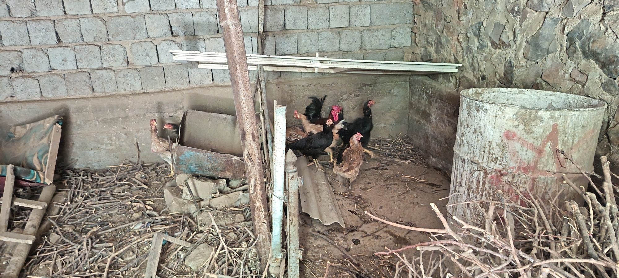 Продам домашние курицы 12 шт