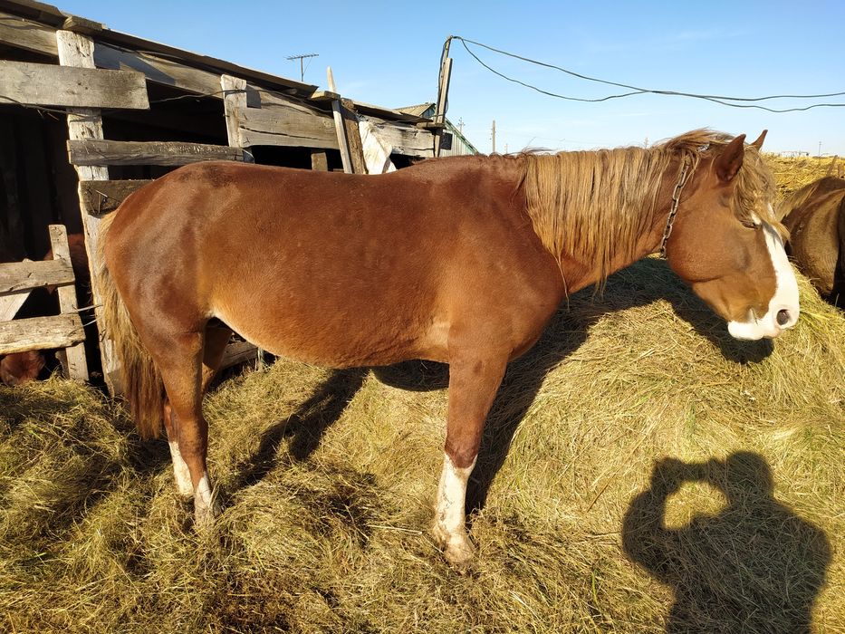 Продается жеребець обученый