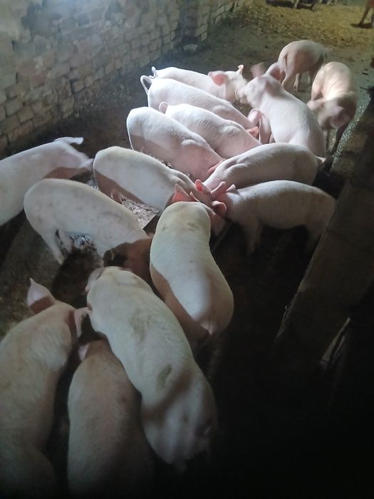 Прасенца на 2 месеца 150 лева