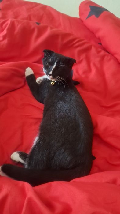 Mushuk xadiyaga beriladi