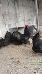 Cocos Australorp negru