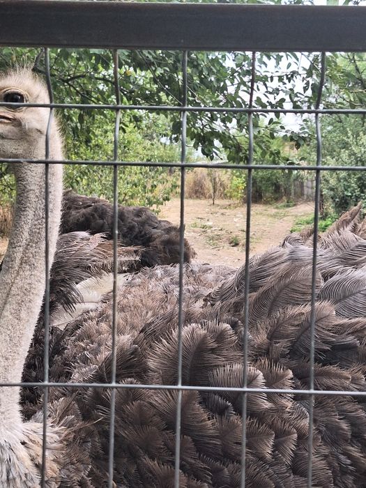 Struț african mascul de vânzare vârstă 1 an