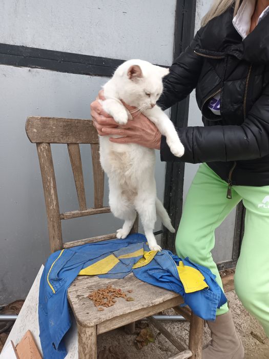 Подарява се котенце