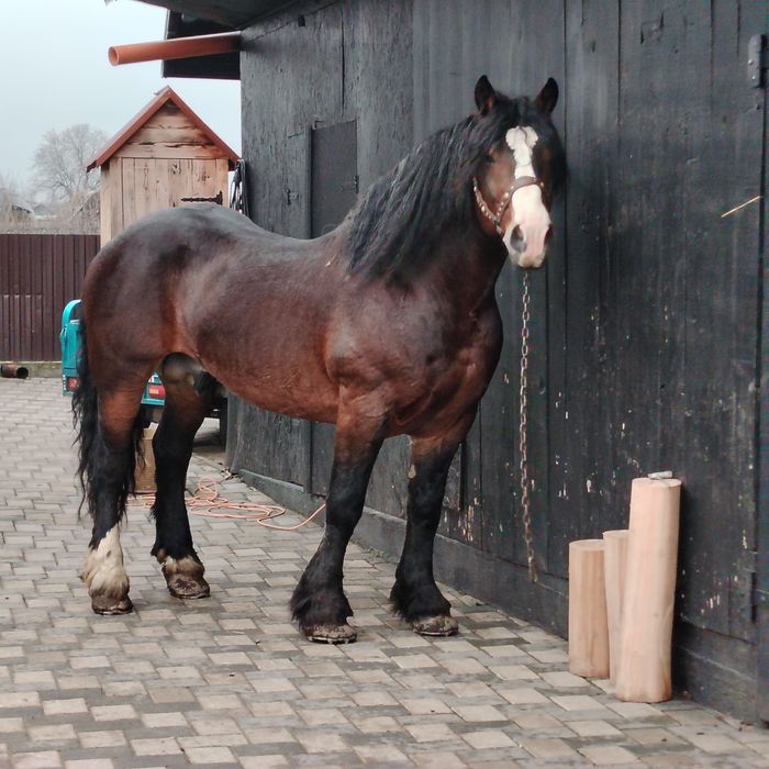 De vânzare armăsar în vârstă de 8 ani