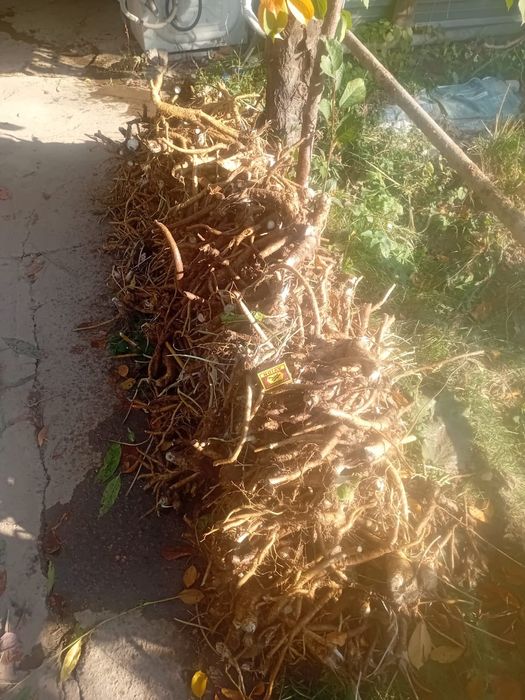 Хрен свежевыкопанный