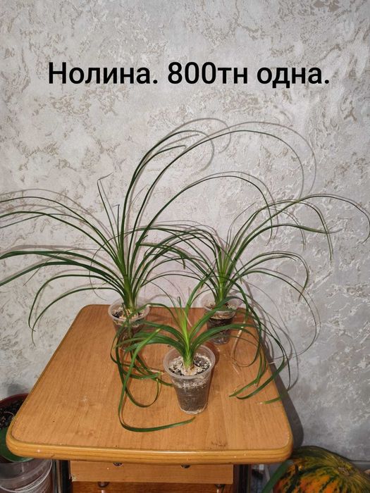 комнатные, декоративные, сортовые цветы