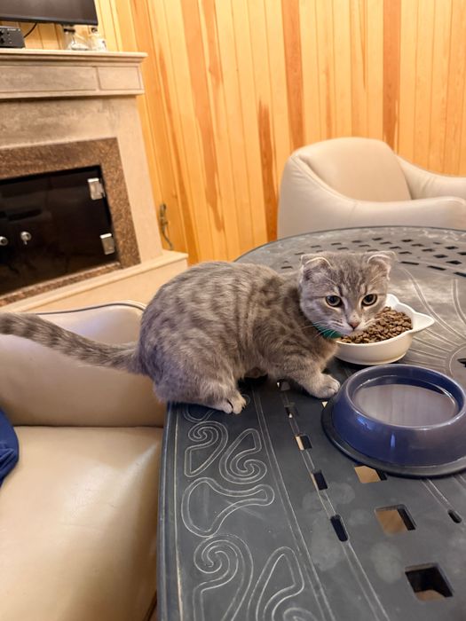 Нашел кошку серая