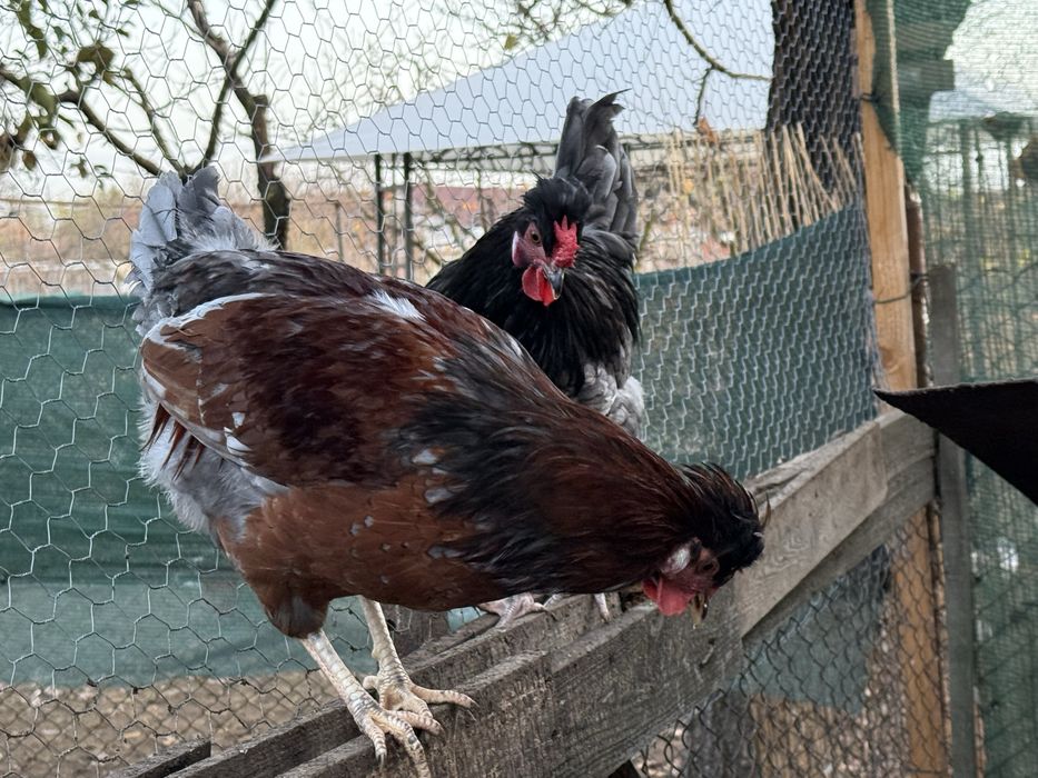 Cocosi motati de vanzare Arad