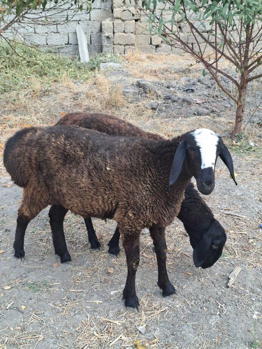 Qo'zi qo'y, bu yilgi