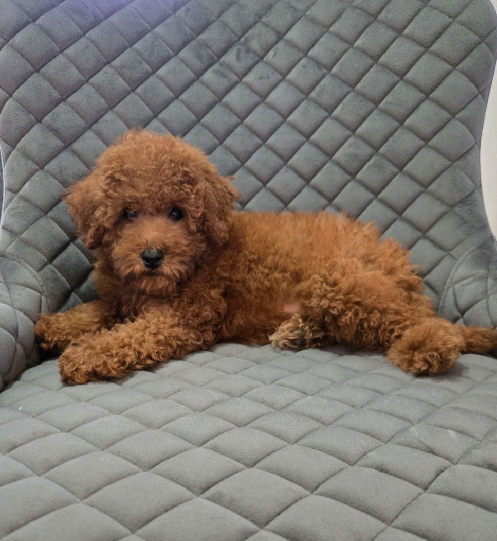 Пудел той / Мини  Poodle toy с родословие