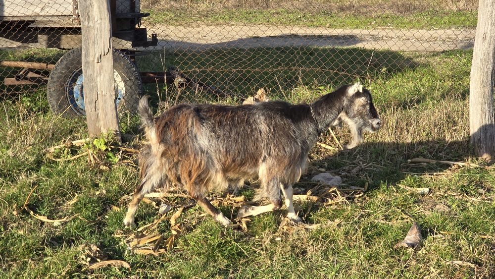 Vând două capre, gestante.